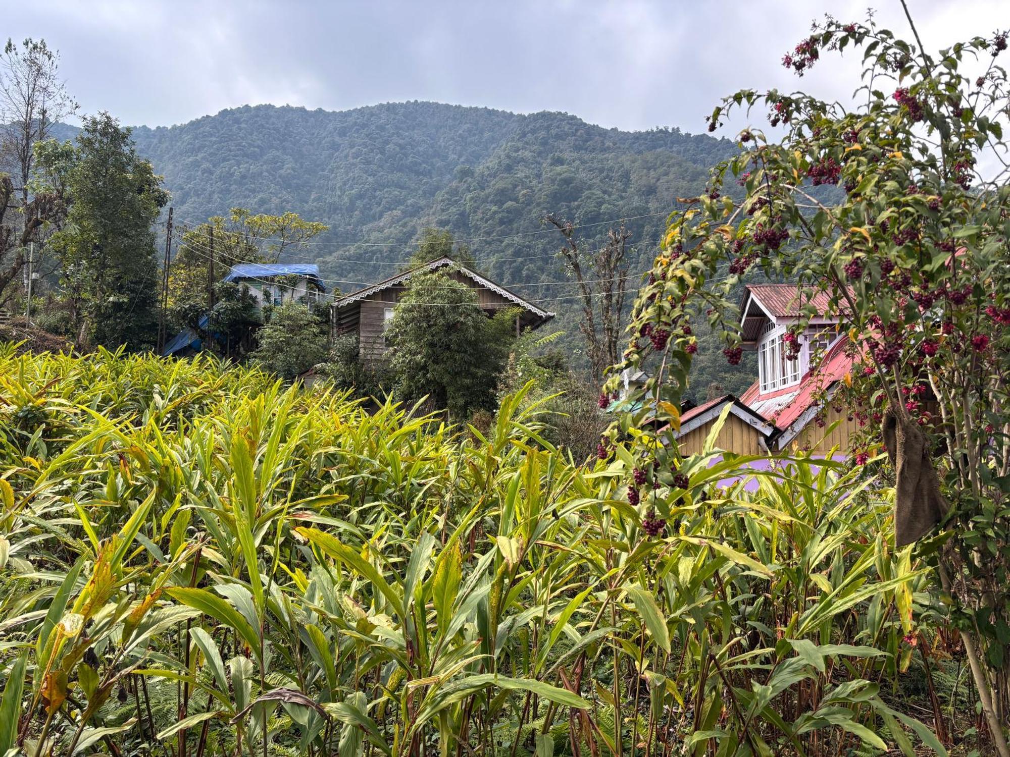 佩林Odyssey'S Darap Eco Retreat公寓 外观 照片
